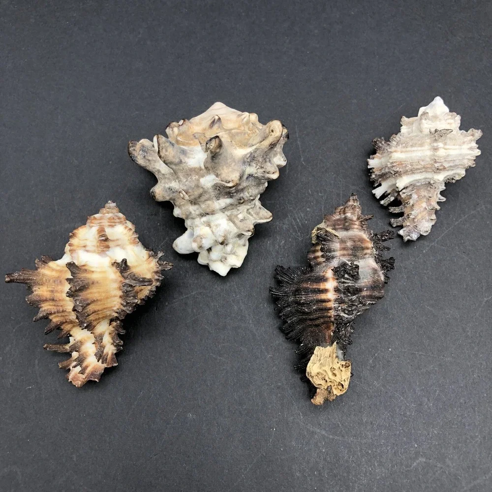 Vintage Lot of 4 Seashells Apple Murex and Murex Radix‎ Shells Approximately 2